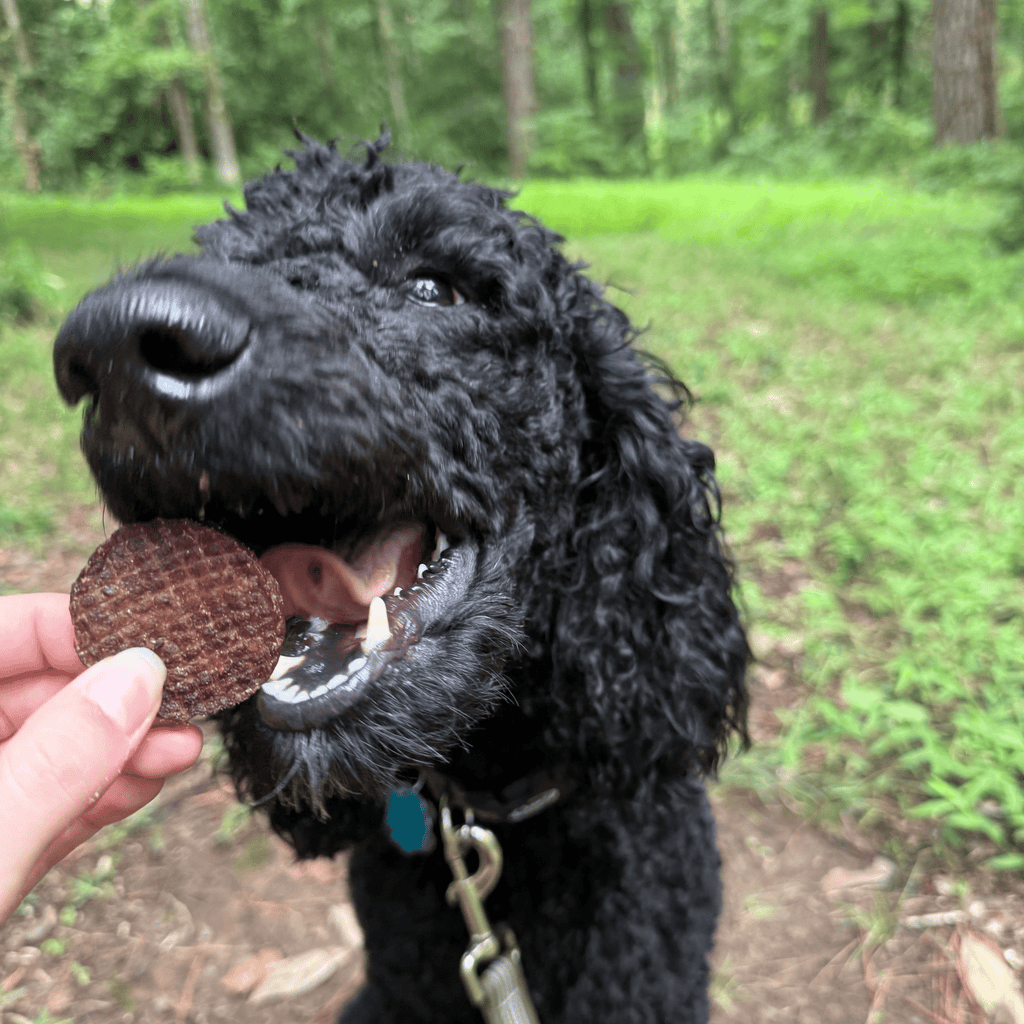 Healthy Beef Dog Treats for Happy Pets | the misfit market - The misfit market