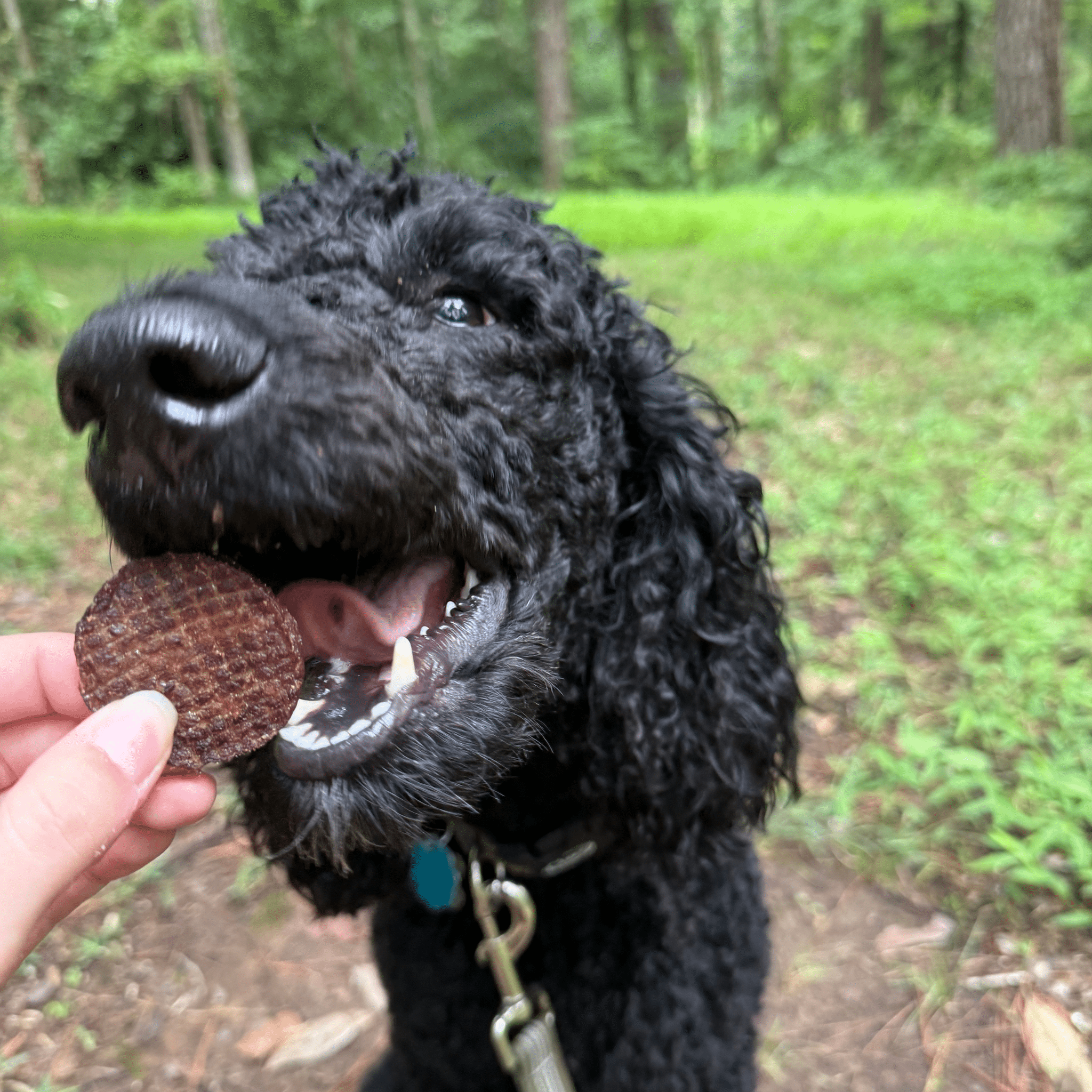 Healthy Beef Dog Treats for Happy Pets | the misfit market - The misfit market
