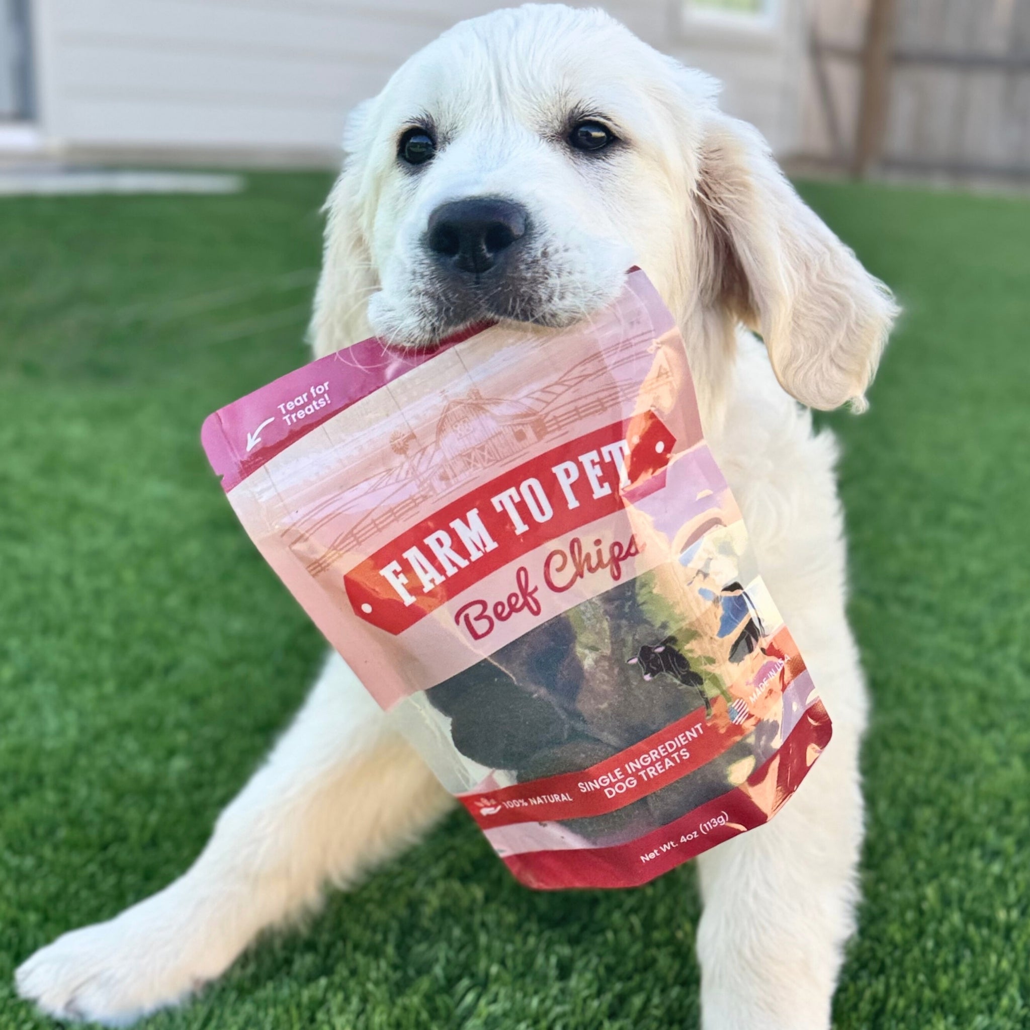 Healthy Beef Dog Treats for Happy Pets | the misfit market - The misfit market