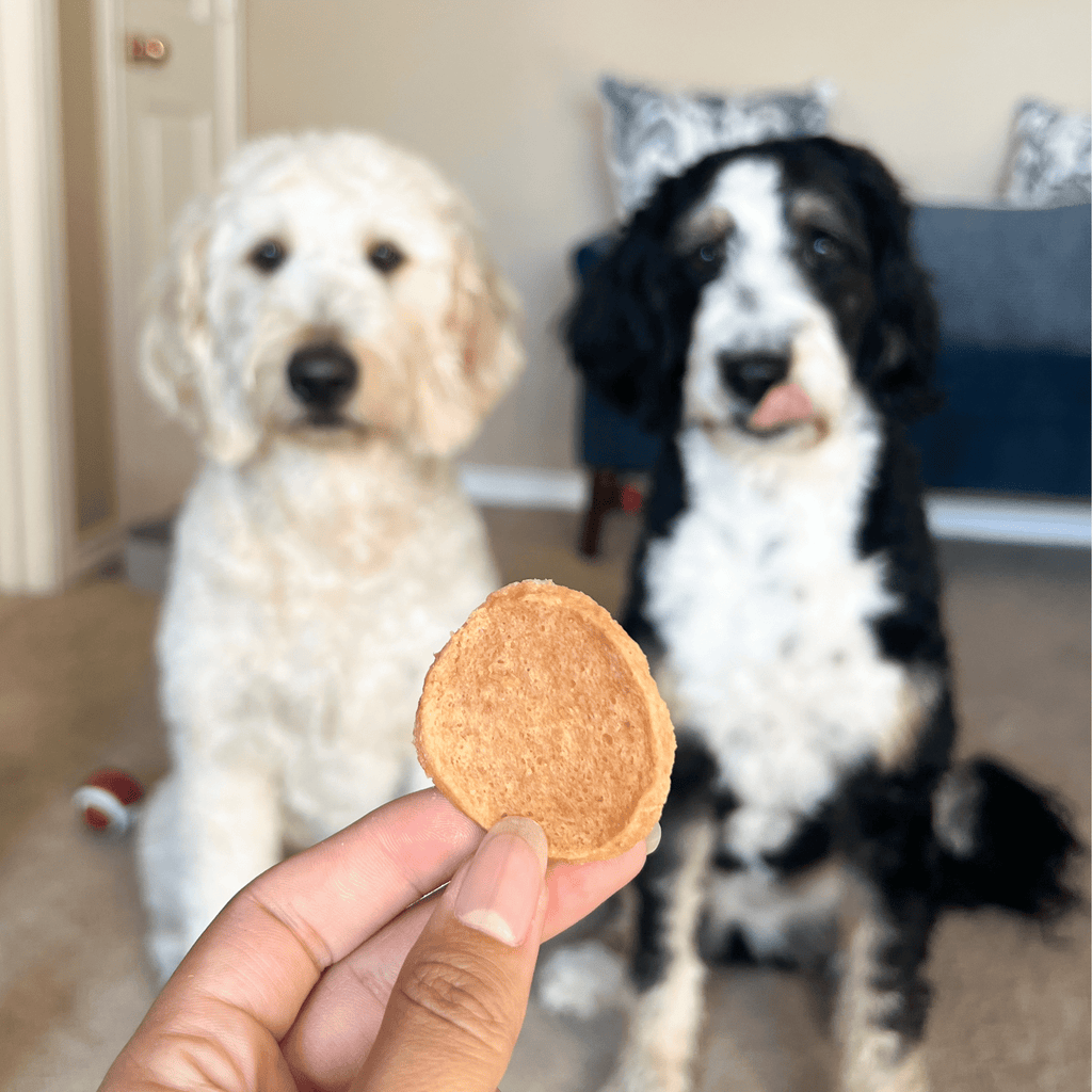 Chicken Chips for Dogs | All-Natural Single-Ingredient Dog Treats - The misfit market