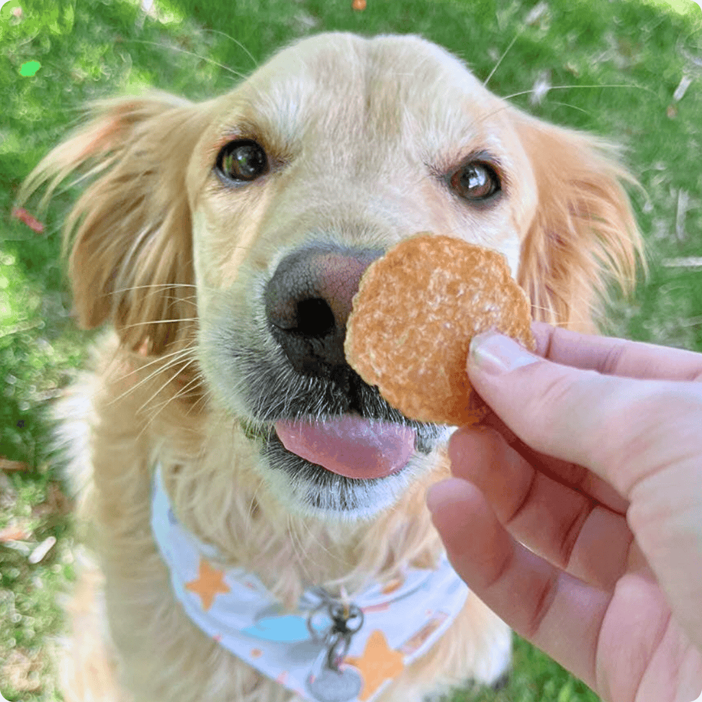 Chicken Chips for Dogs | All-Natural Single-Ingredient Dog Treats - The misfit market