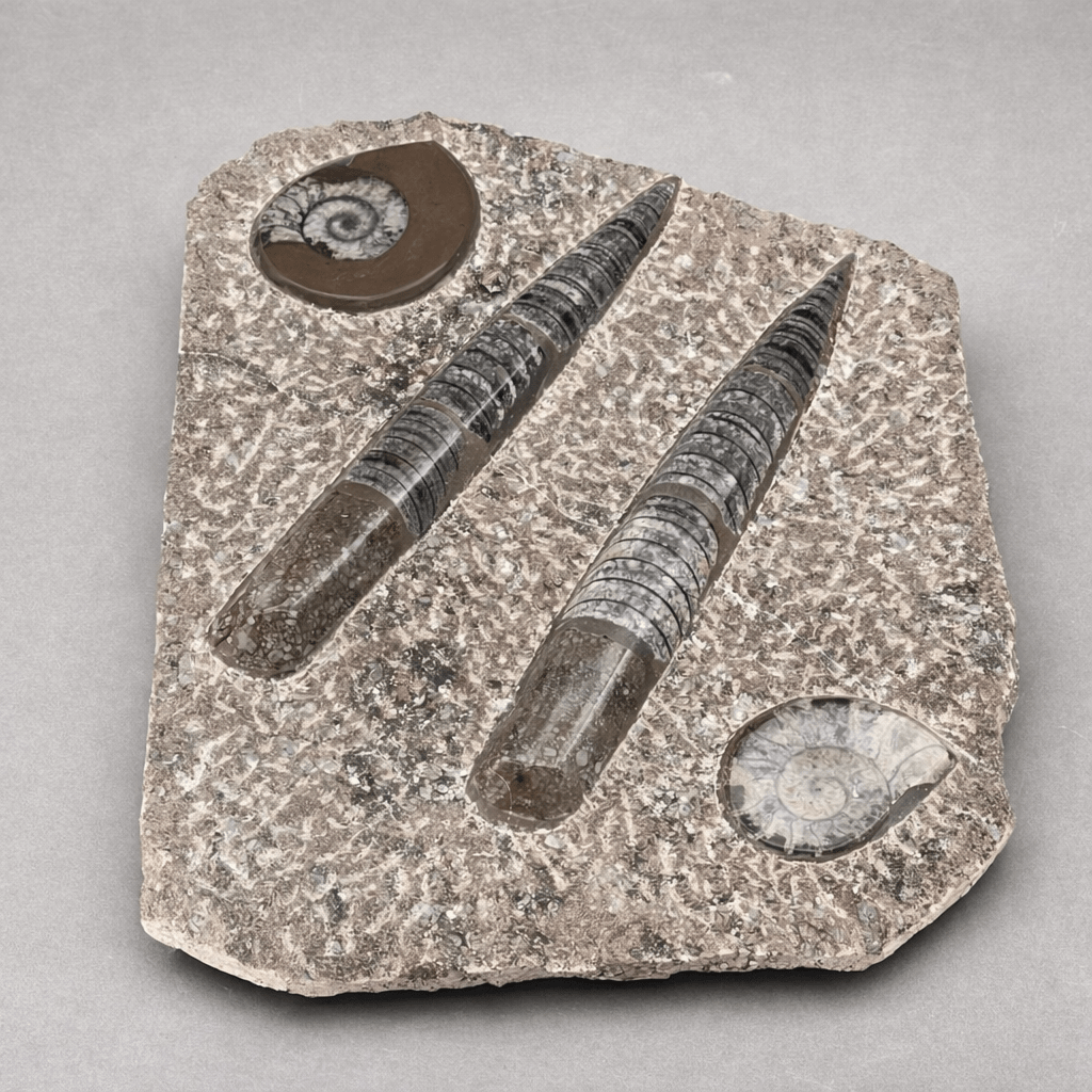 Brown Orthoceras and Ammoite Fossil Slab