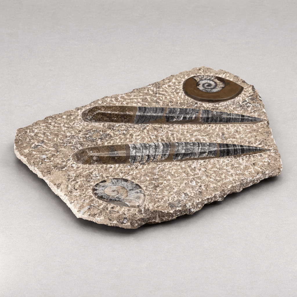 Orthoceras and Ammoite Fossil