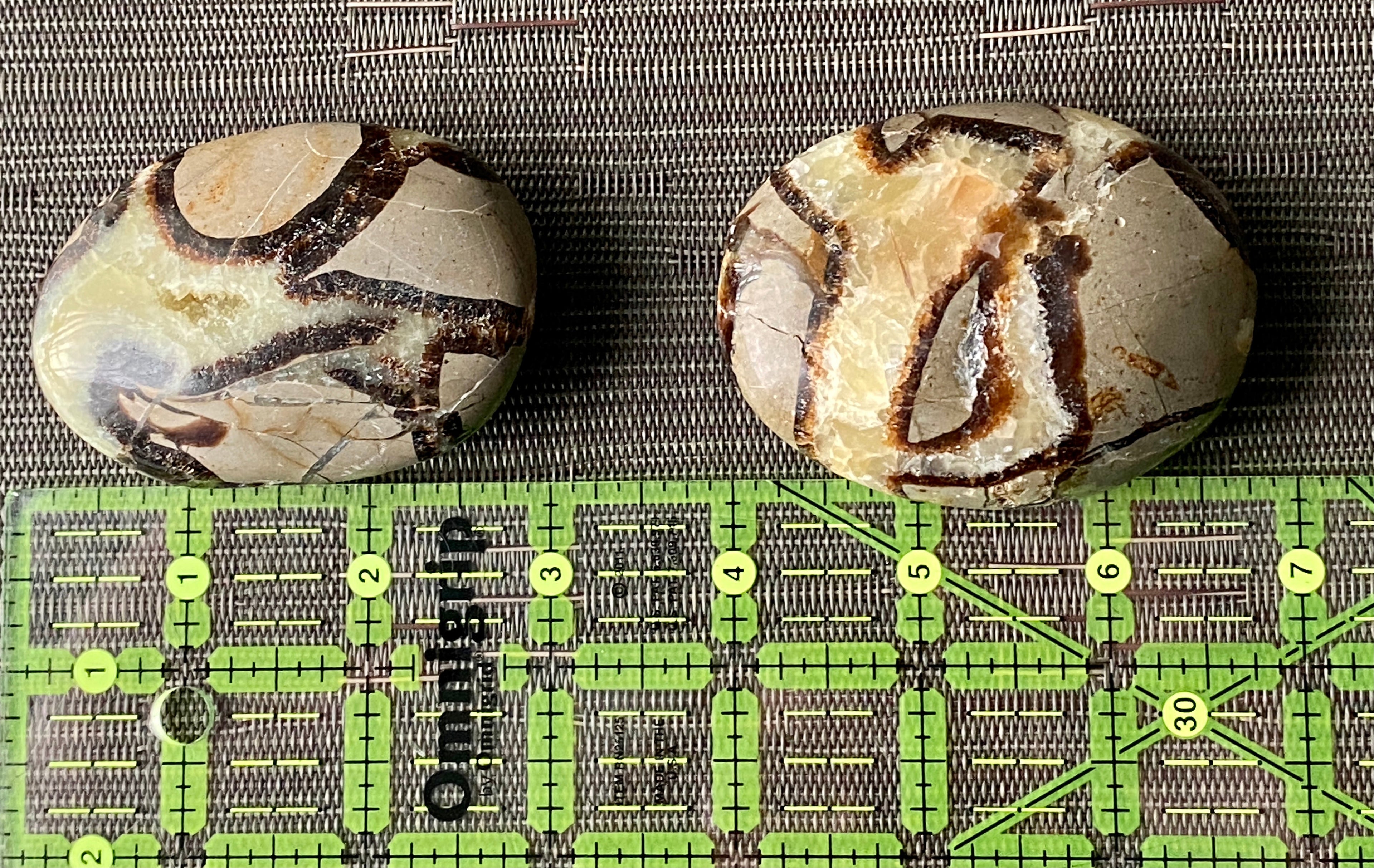 Septarian Palm Stone - The misfit market
