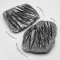 Orthoceras Fossil Plate Slab 1 Piece