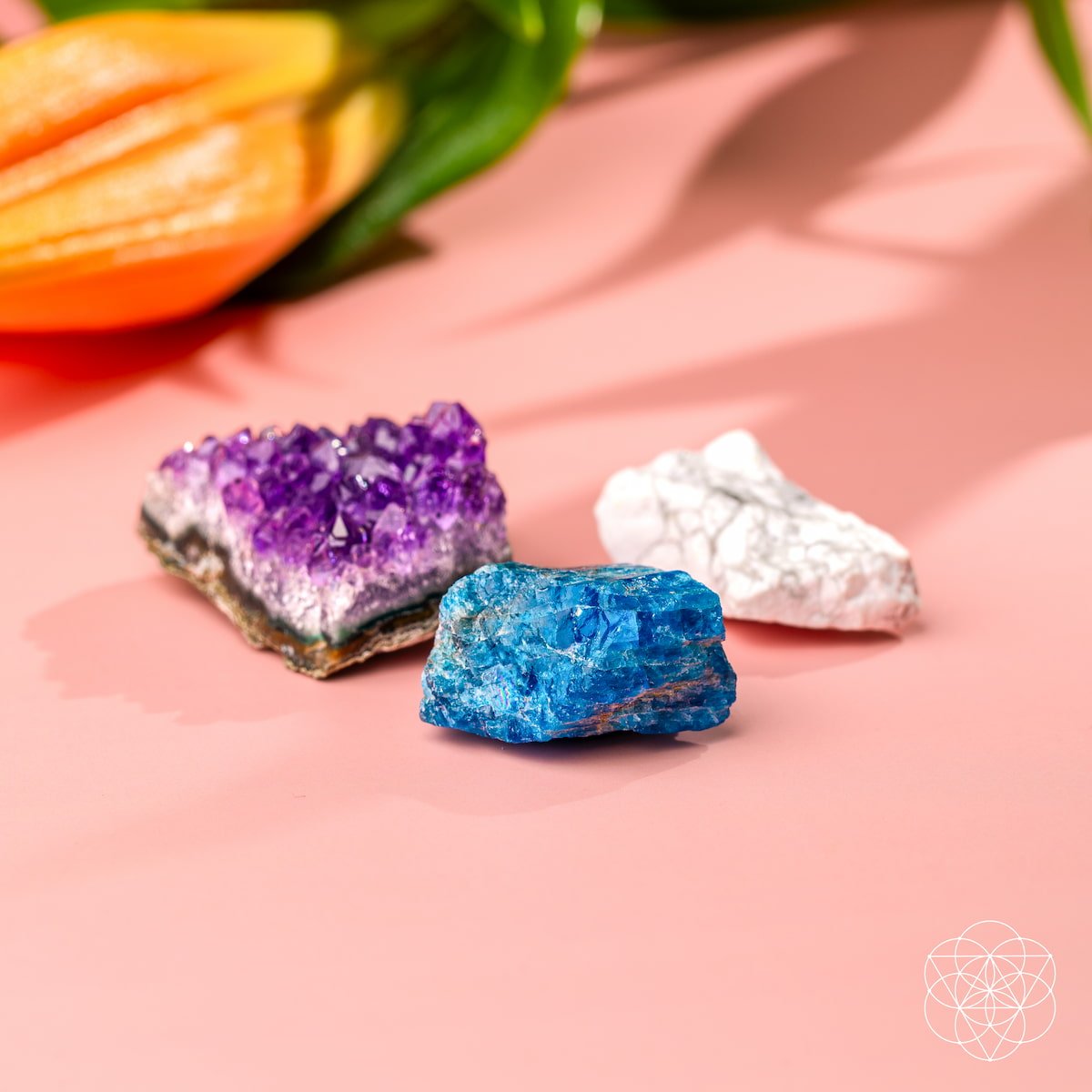 The Anti-Anxiety Trio - The misfit market